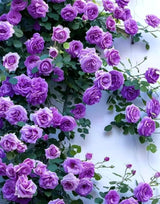 Purple Climbing Rose Seeds, Rare Heirloom, Non-GMO