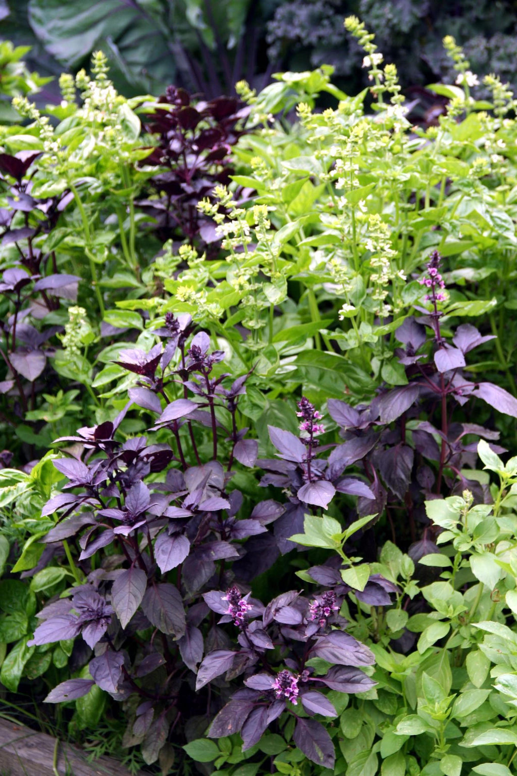 Sereniseed Organic Dark Purple Opal Basil Seeds | Non-GMO Heirloom
