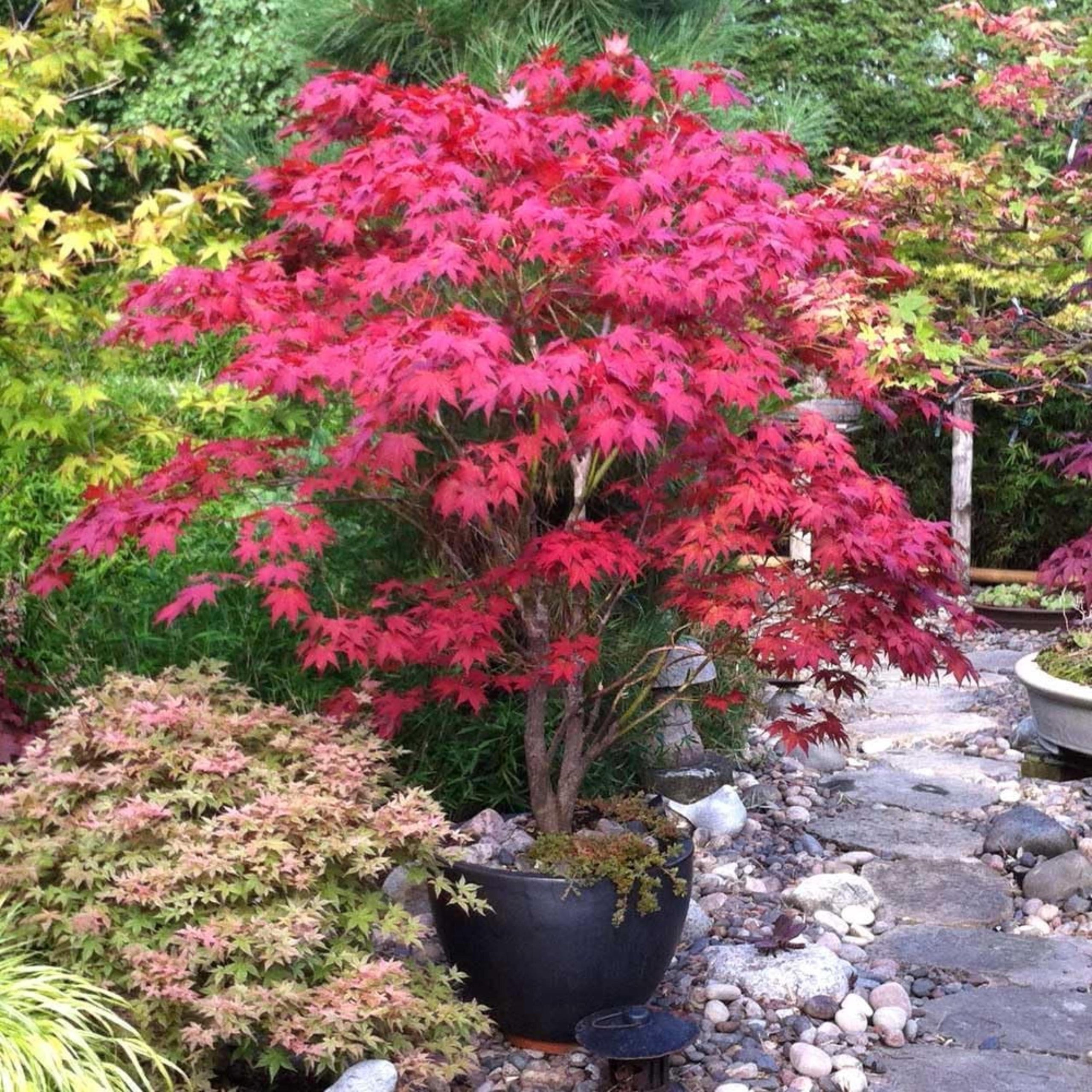 Red Japanese Maple Tree Seeds – Acer Palmatum Beauty