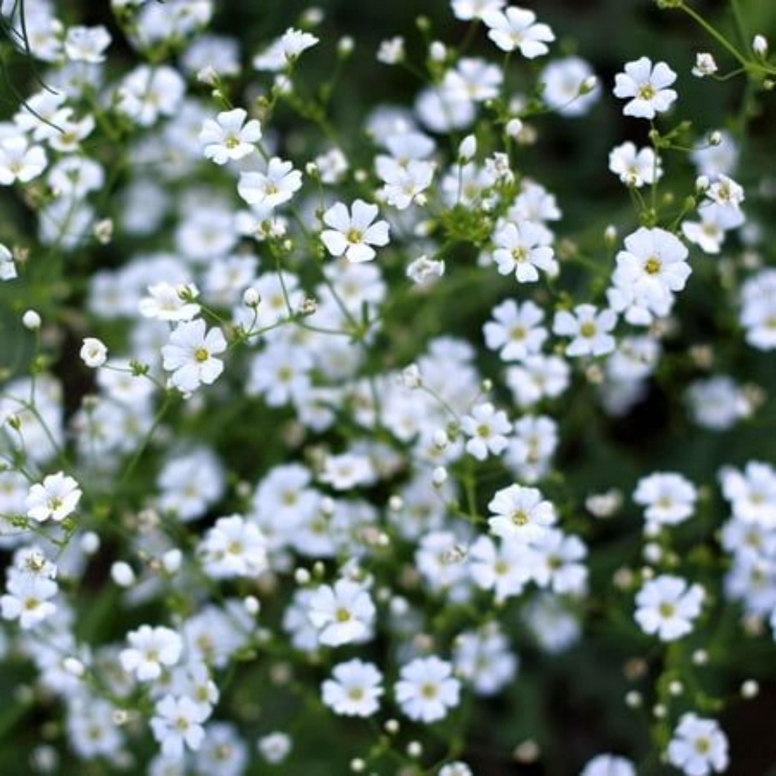 Perennial Baby’s Breath Seeds Gypsophila Heirloom Non-GMO
