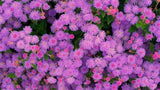 Pink Ageratum Seeds – Floss Flower Non GMO Garden Planting Seeds