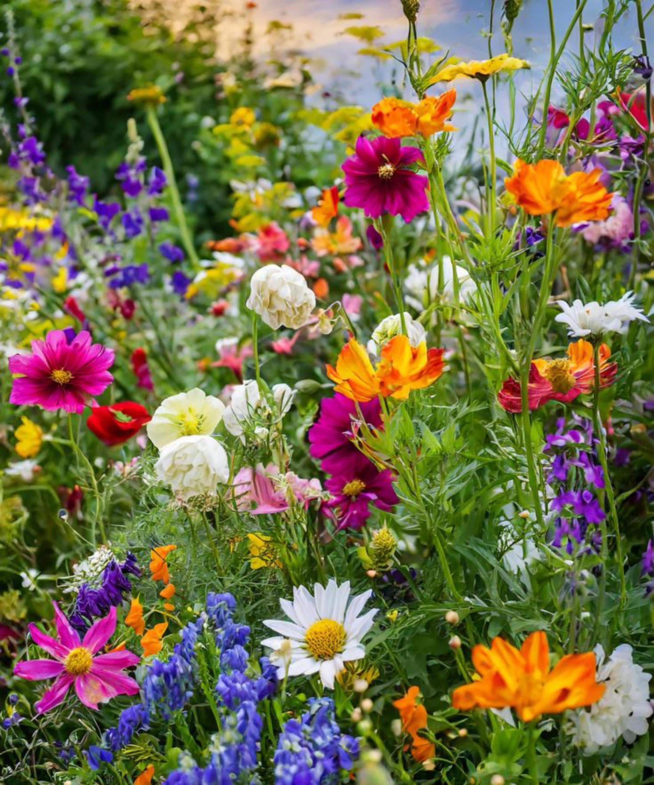 Columbine McKana Giants Seeds | Multicolor Perennial Flowers