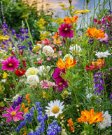 Columbine McKana Giants Seeds | Multicolor Perennial Flowers