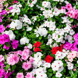 Perennial Vinca Periwinkle Seeds – Non-GMO Ground Cover