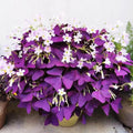 Purple Shamrock Bulbs – Oxalis Triangularis Lucky Indoor Plant