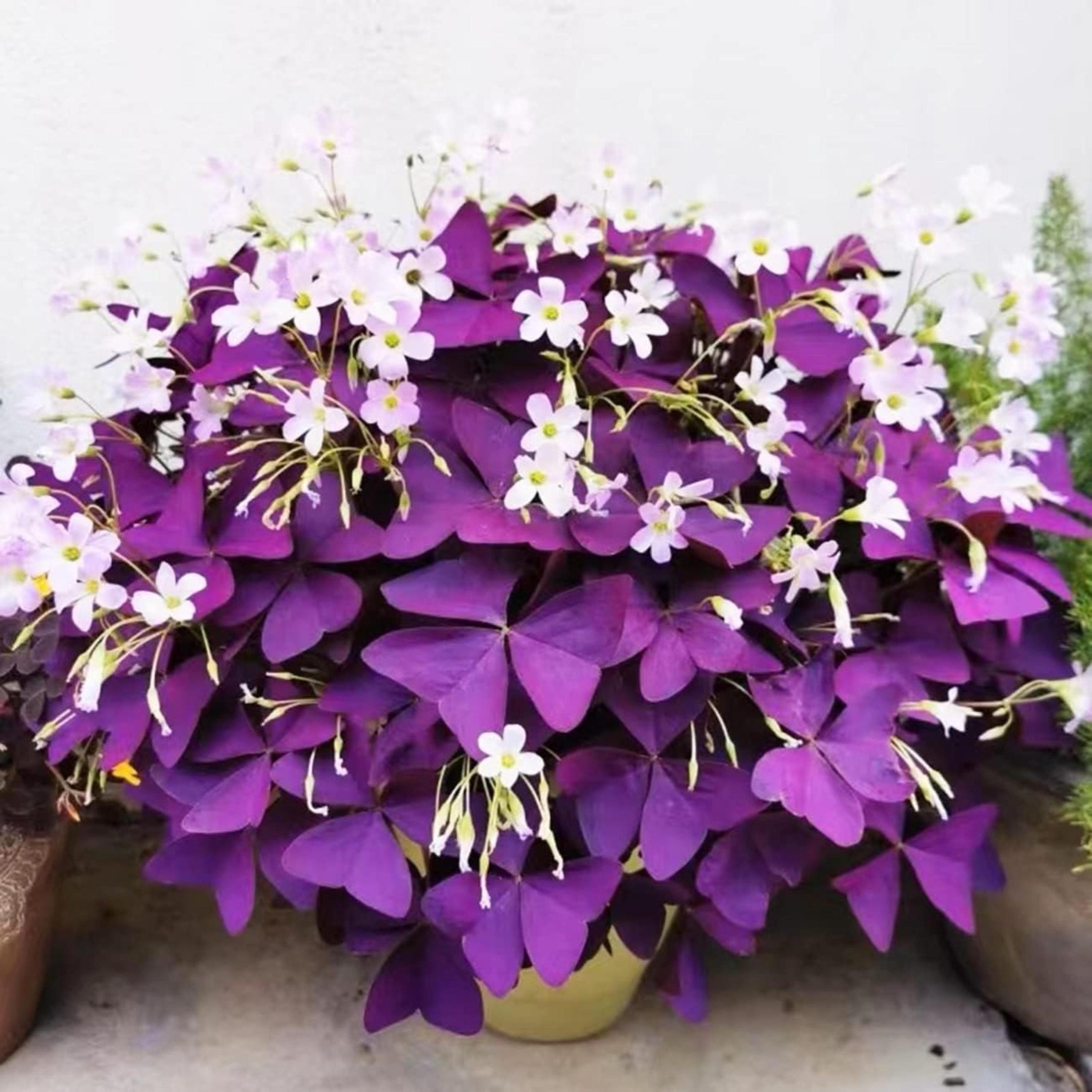 Purple Shamrock Bulbs – Oxalis Triangularis Lucky Indoor Plant