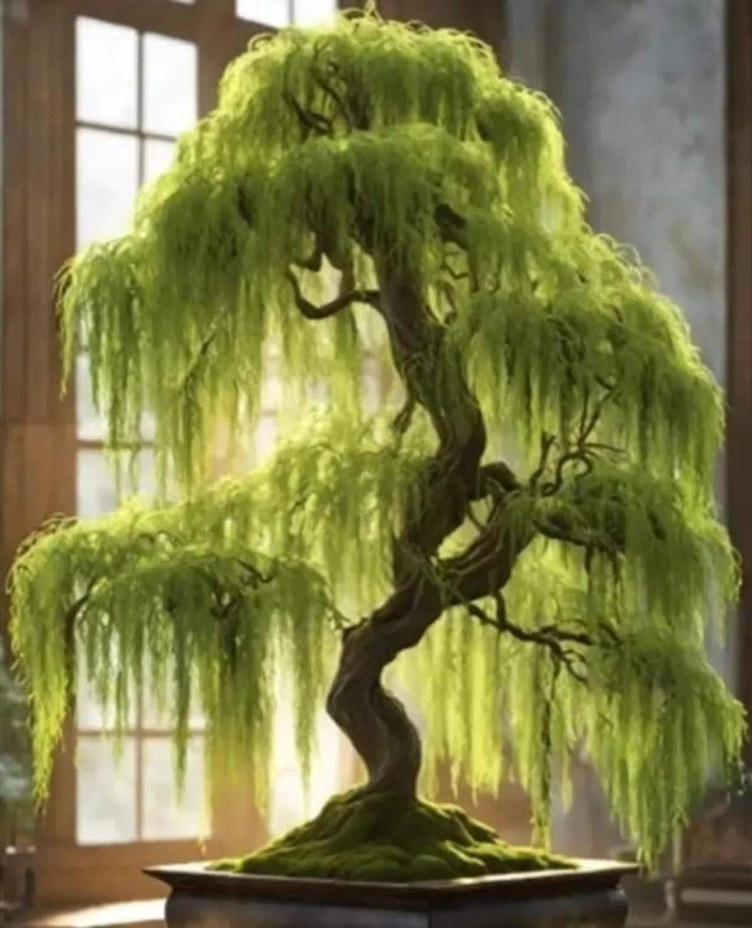 Dwarf Australian Weeping Willow Bonsai Seeds Salix Tristis Mini Tree