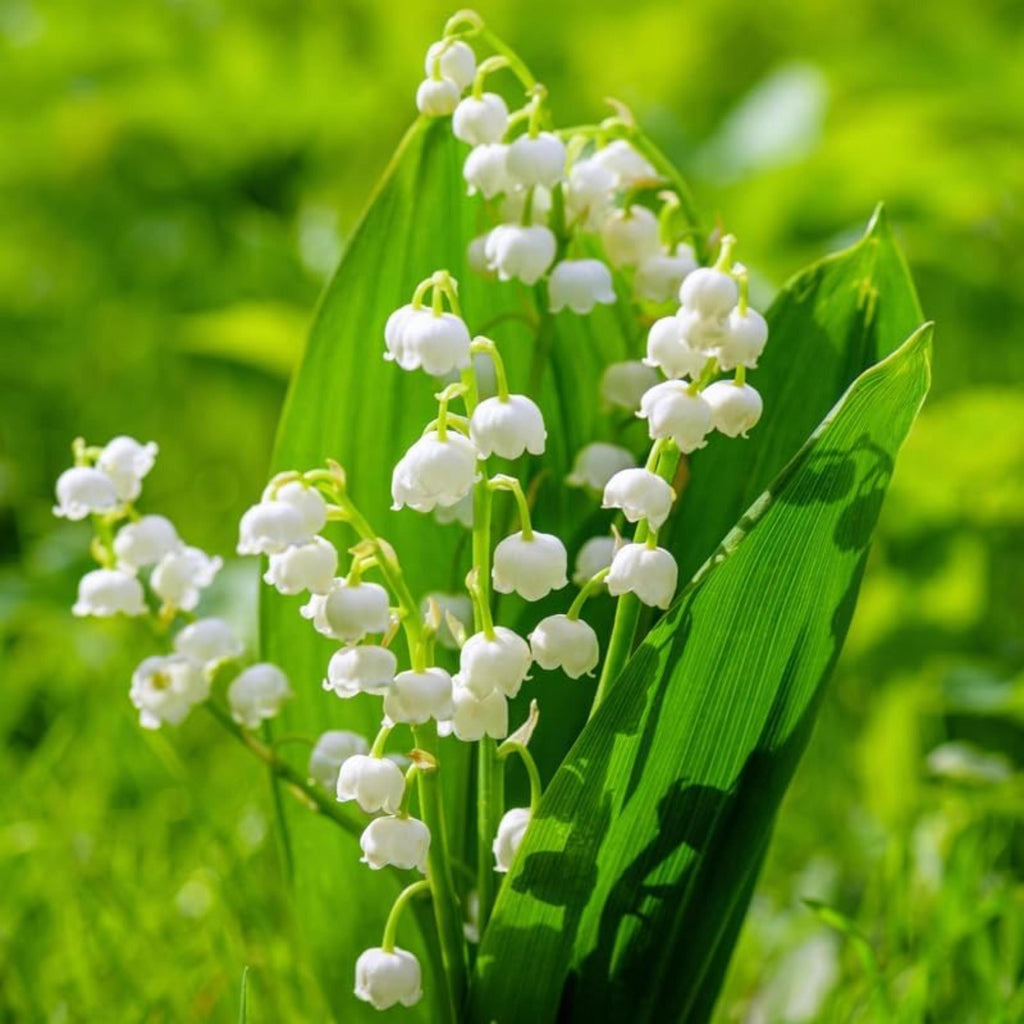 Lily of the Valley Bulbs for Planting – Fragrant White Perennial Flowers