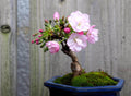 Japanese Cherry Blossom Bonsai Seeds – Rare Exotic