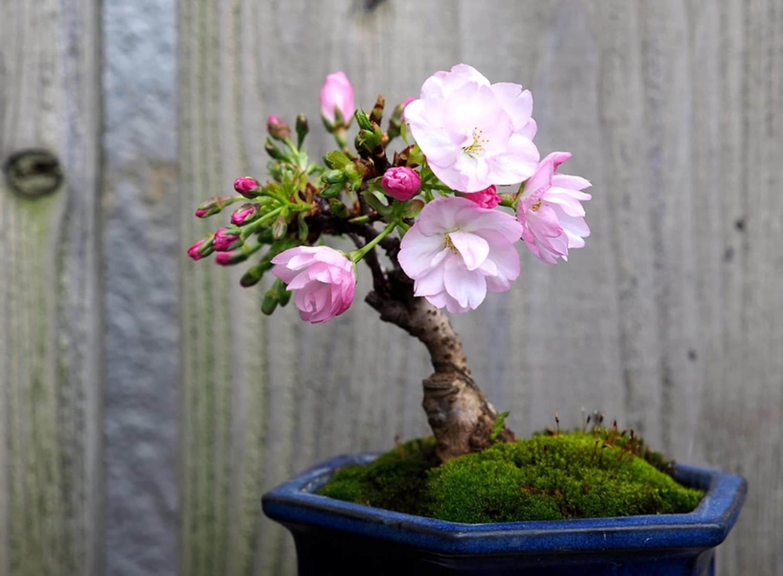 Japanese Cherry Blossom Bonsai Seeds – Rare Exotic