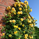 Fragrant Yellow Climbing Rose Live Plant – Well Rooted Rose Bush