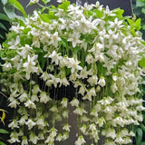 Climbing Weeping Jasmine Seeds for Planting | Fragrant Perennial Flower Vine