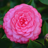 Pink Camellia Japonica Live Plant – Flowering Shrub Bush