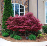 Red Japanese Maple Tree Seeds – Acer Palmatum Beauty