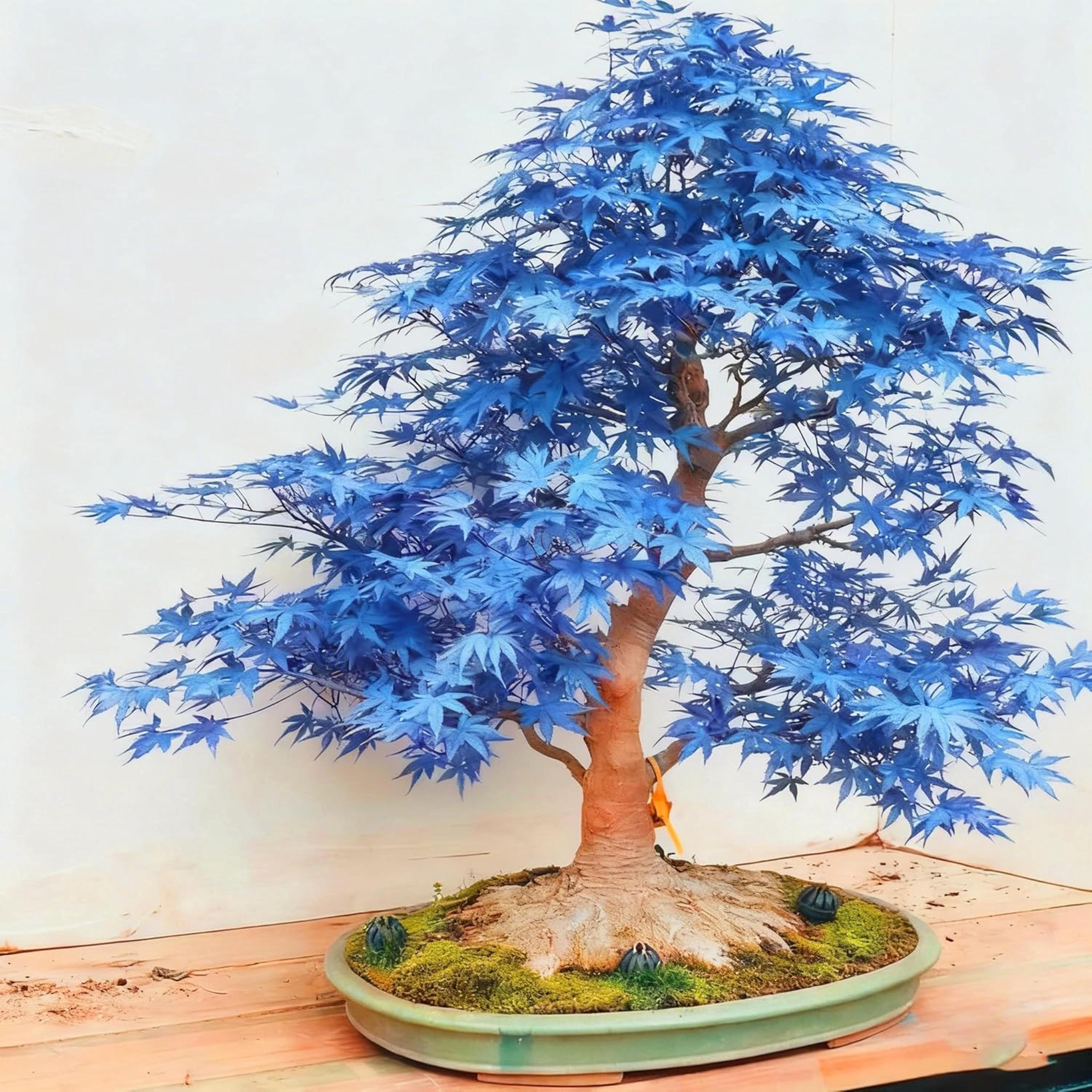 Bonsai Blue Maple Seeds | Perennial Heirloom Tree
