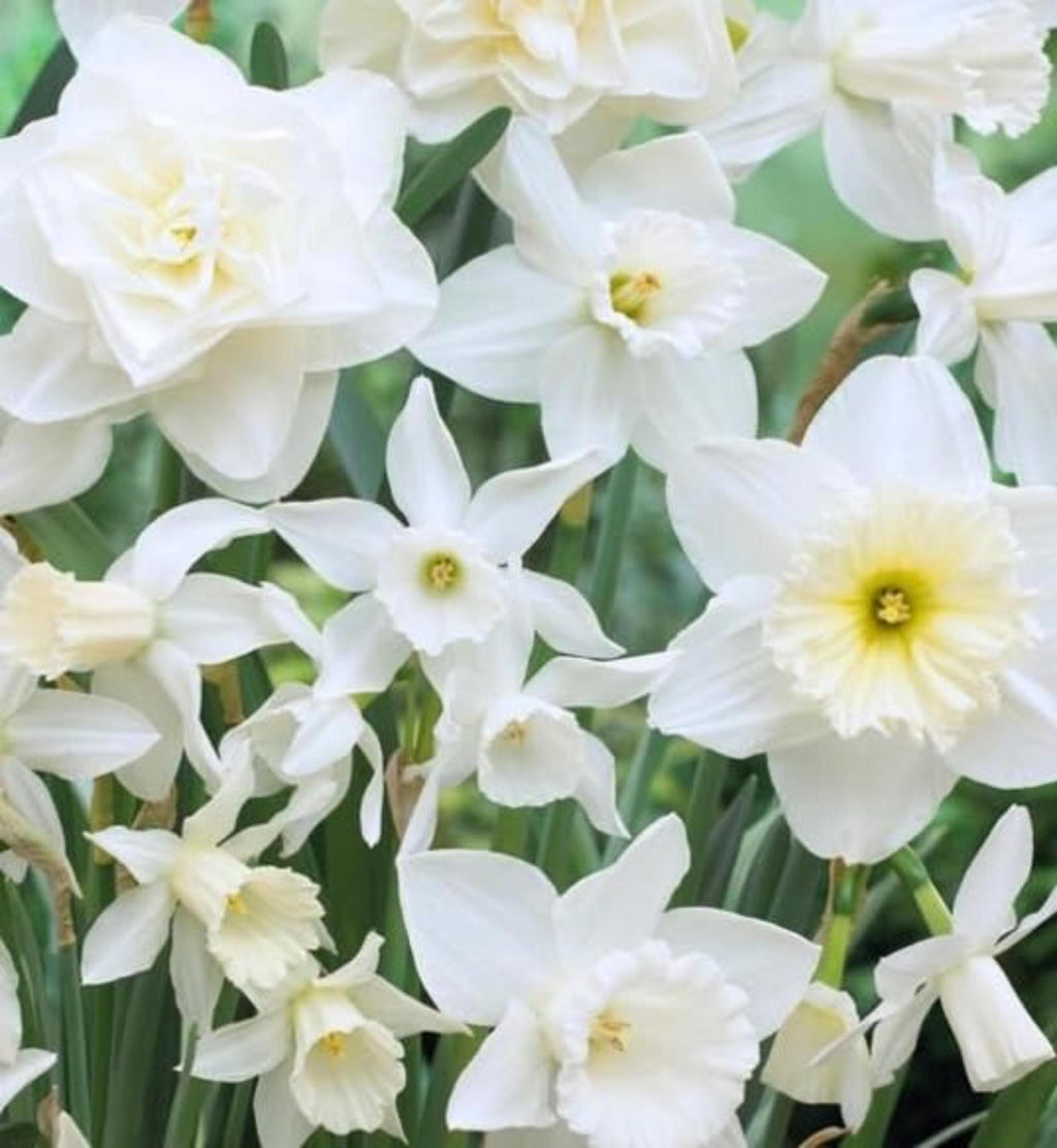 White Wedding Daffodil Bulbs – Holland Mix for Planting