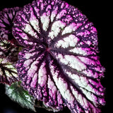 Live Angel Wing Begonia Maculata – Polka Dot Houseplant Set