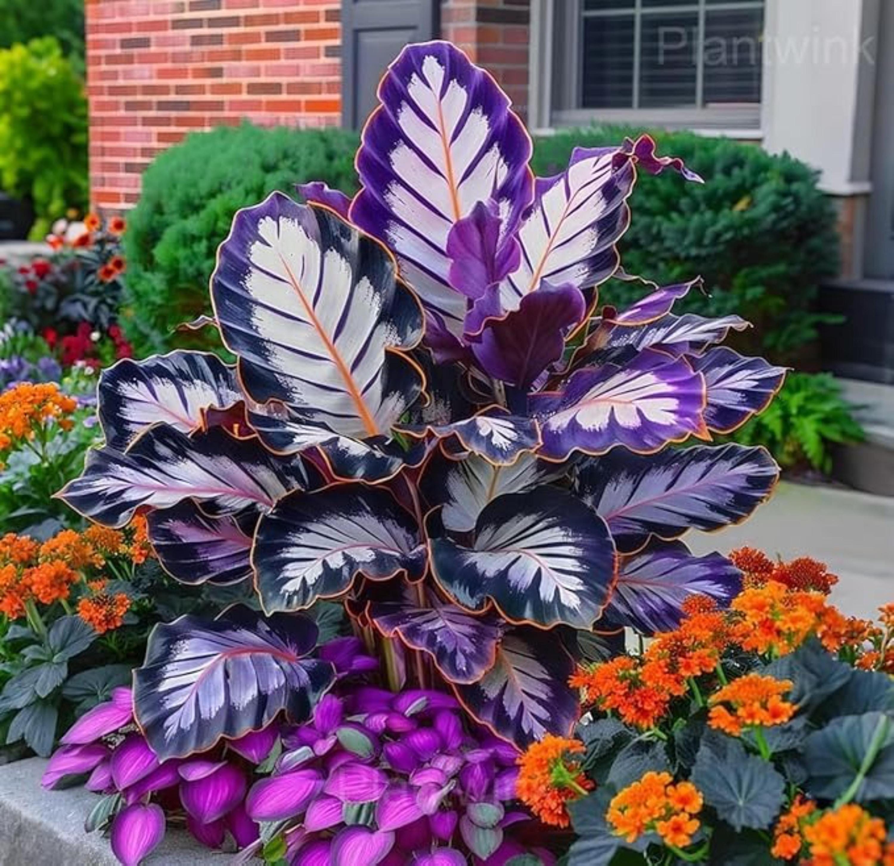 Rare Caladium Flower Seeds | Non-GMO Heirloom Garden Plant | Tropical Indoor & Outdoor Plant