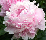 Sarah Bernhardt Pink Peony Bare Root – Double Bloom Fragrant Garden Flower