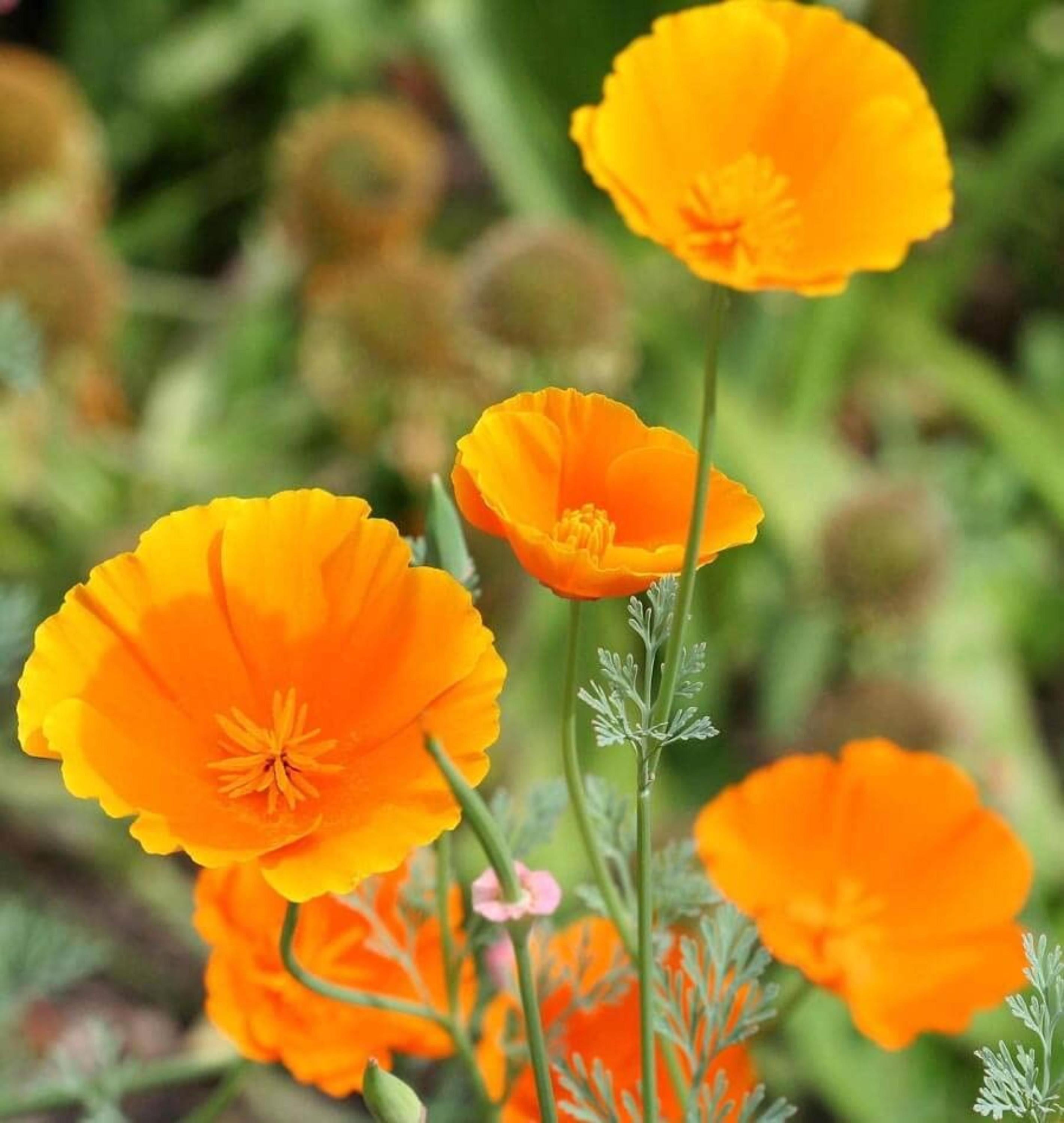 Poppy Seeds for Planting – Eschscholzia Flower Seeds, Grams of High-Quality Seeds