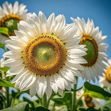 Sunflower Seeds for Planting  Premium Sun Flower Seeds  Easy Garden Blooms