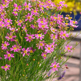 Outsidepride American Dream Pink Coreopsis Seeds – Hardy Perennial Flower for Pollinator Gardens