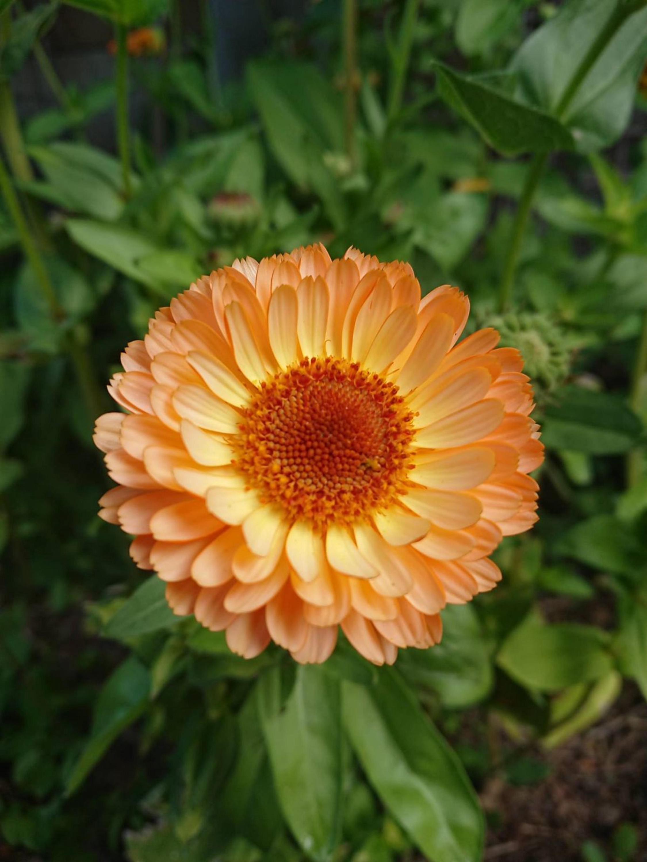 Seed Needs yellow  Surprise Calendula Seeds Non GMO Annual Flowers