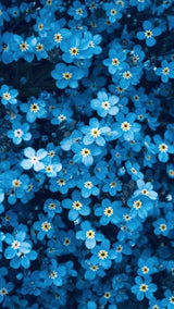 Indigo Blue Forget Me Not Seeds for Ground Cover