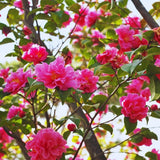 Pink Camellia Japonica Live Plant – Flowering Shrub Bush