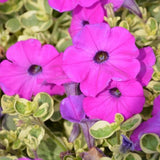 Variegated Pink Petunias Live Plants – 4 Inch Outdoor Annual Flowers