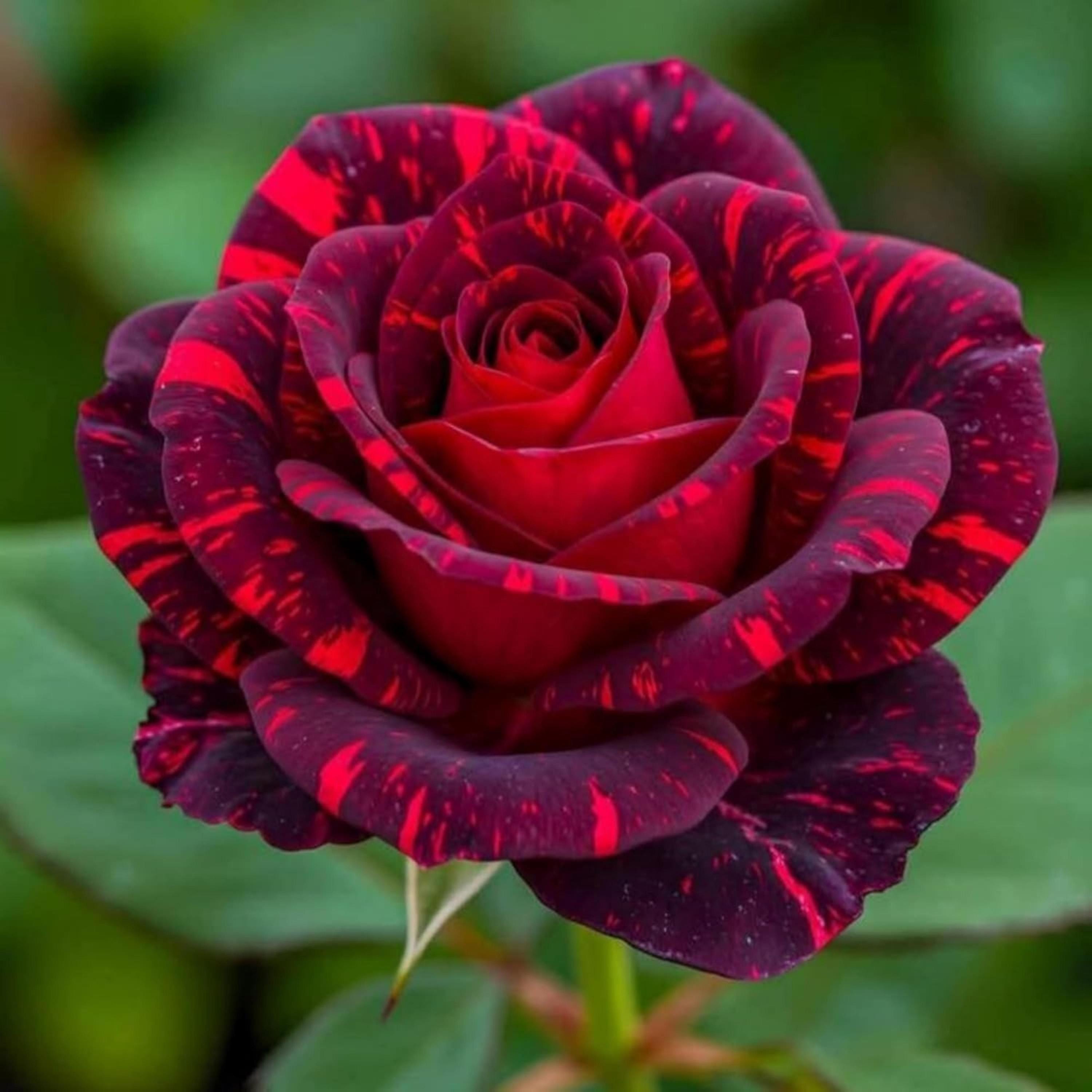 Rare Heirloom Rose Seeds for Planting – Long Blooming Bush Vine