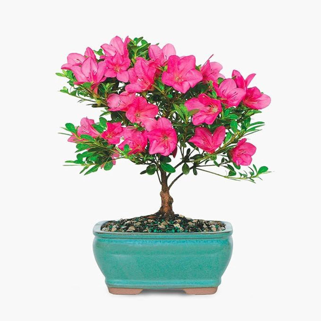 Satsuki Azalea Bonsai Tree Live Outdoor Gift Bundle