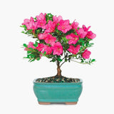 Satsuki Azalea Bonsai Tree Live Outdoor Gift Bundle