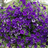 Rare Night Sky Petunia Seeds – Dwarf Wave Petunia Flower Non-GMO Heirloom