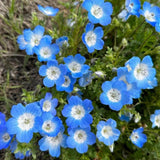 Nemophila Baby Blue Eyes Flower Seeds | Easy Grow Annual Wildflowers