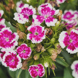 Dianthus Baby Doll Seeds | Sweet William Heirloom Non-GMO Flowers