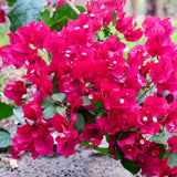 Trailing Bougainvillea Live Plant for Hanging Baskets & Containers