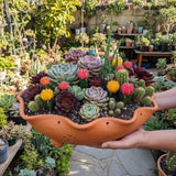 Rare Succulent & Cactus Mix  Exotic Plant Variety Collection