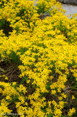 Yellow Torch Mexican Sunflower Seeds Tithonia Annual