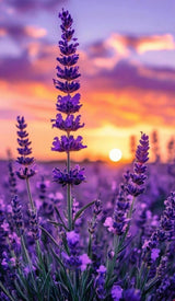 Lavender Seeds, Heirloom Perennial, Organic Herb