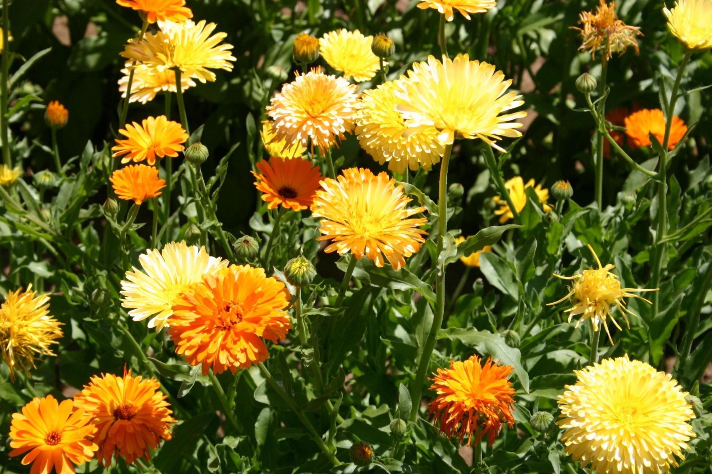 Pacific Beauty Calendula Seeds  Heirloom Pot Marigold  Edible Medicinal Flowers
