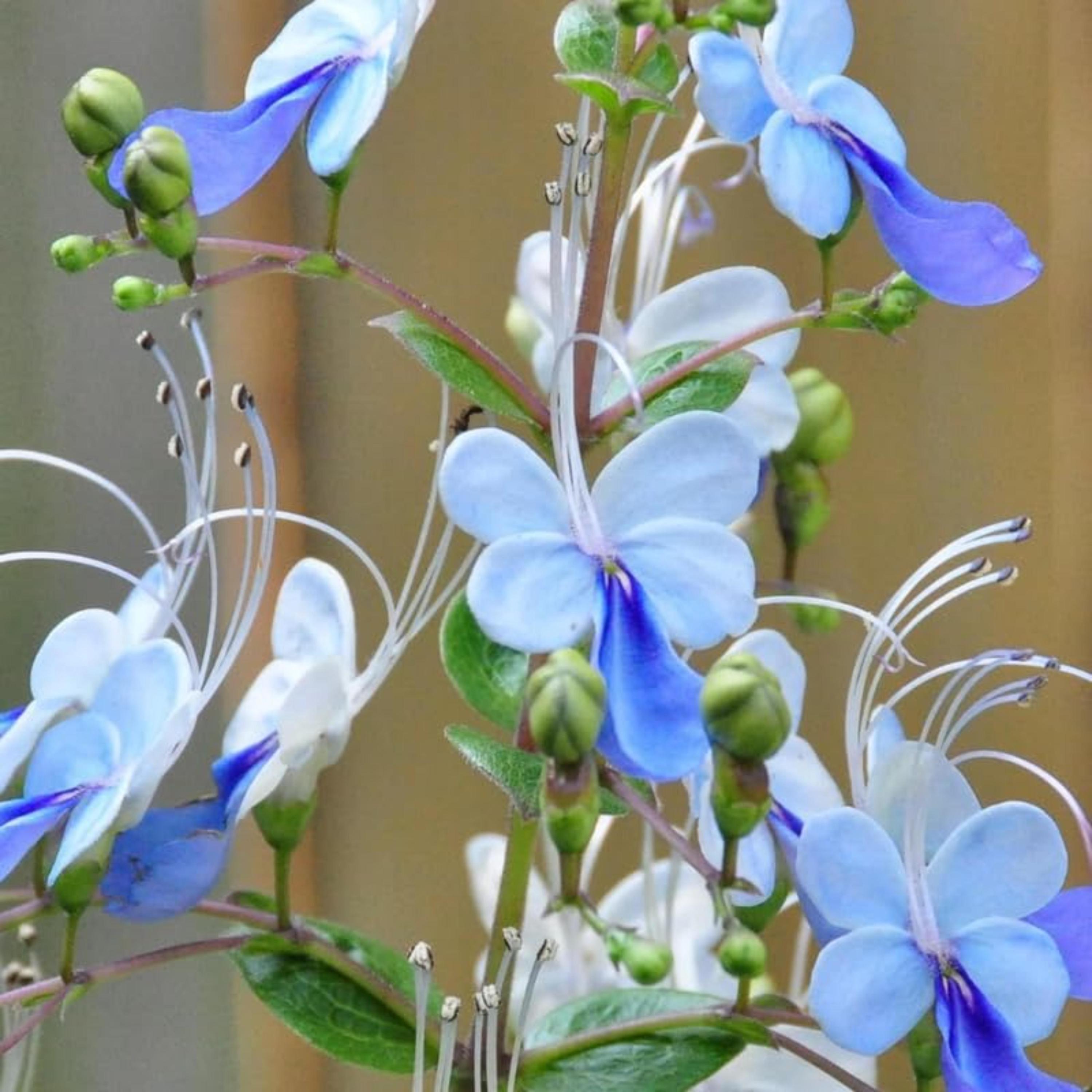 Clerodendrum Blue Butterfly Live Plant – Starter Plant 5–8 Inches