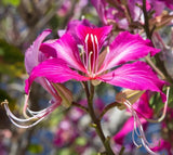 Bauhinia Orchid Tree Seeds – Butterfly Tree Heirloom