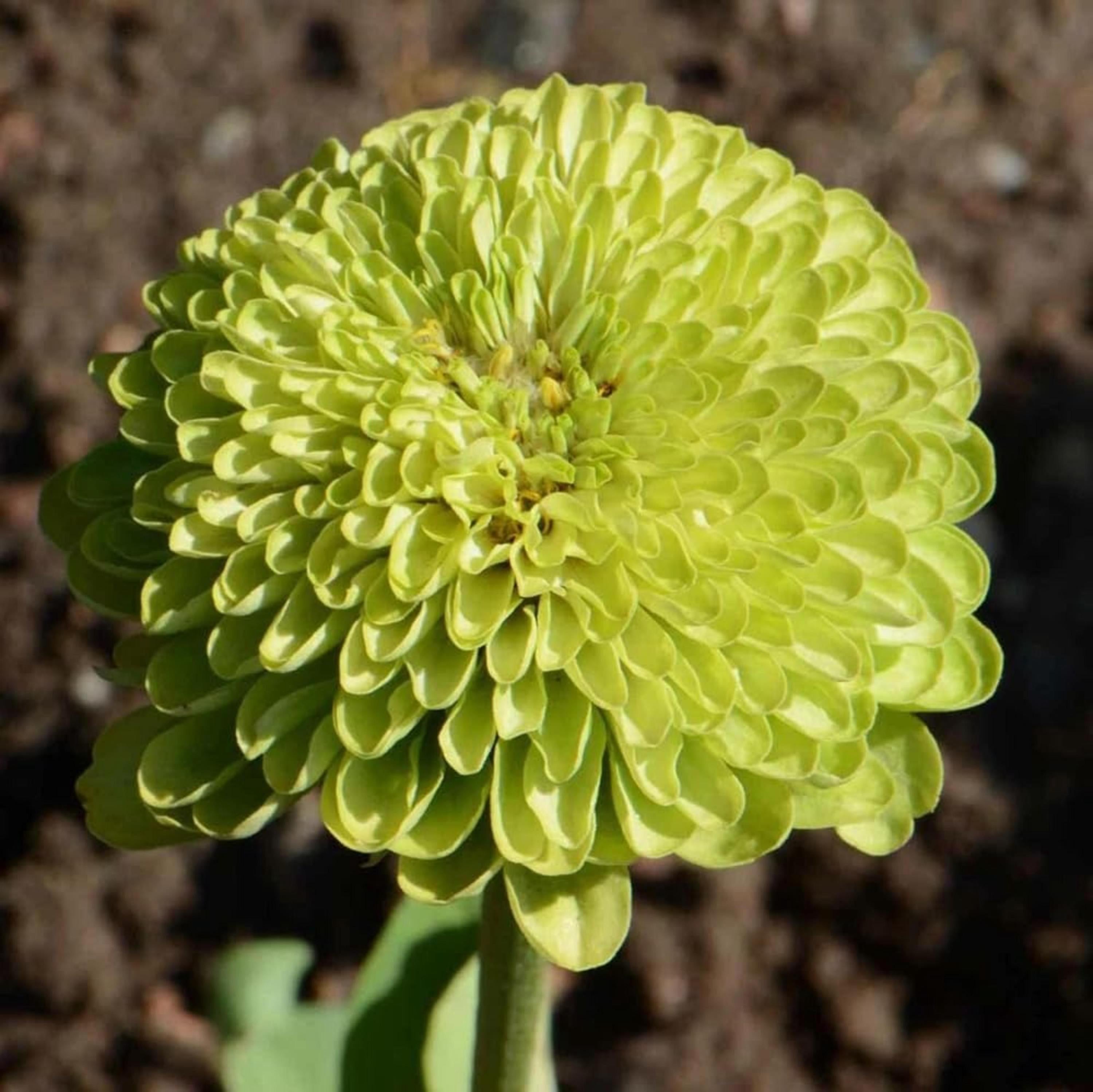 Zinnia Envy Green Seeds – Rare Chartreuse Flowers, Non-GMO, Butterfly Friendly