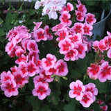 Live Rose Geranium Plants Hardy Perennial