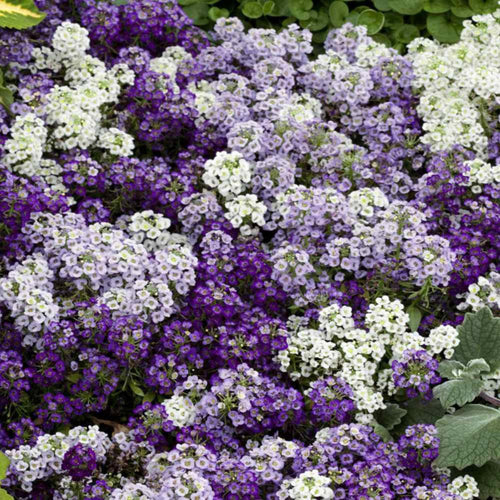 Alyssum Seeds for Planting – Purple & White Sweet Alyssum Flowers