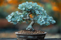 Silver Dollar Eucalyptus Bonsai Tree Seeds for Growing