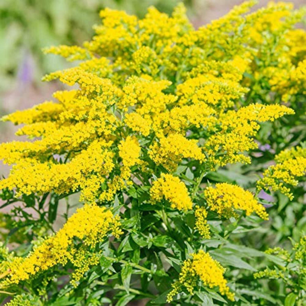 Solidago Stiff Goldenrod Seeds | Perennial Flowers