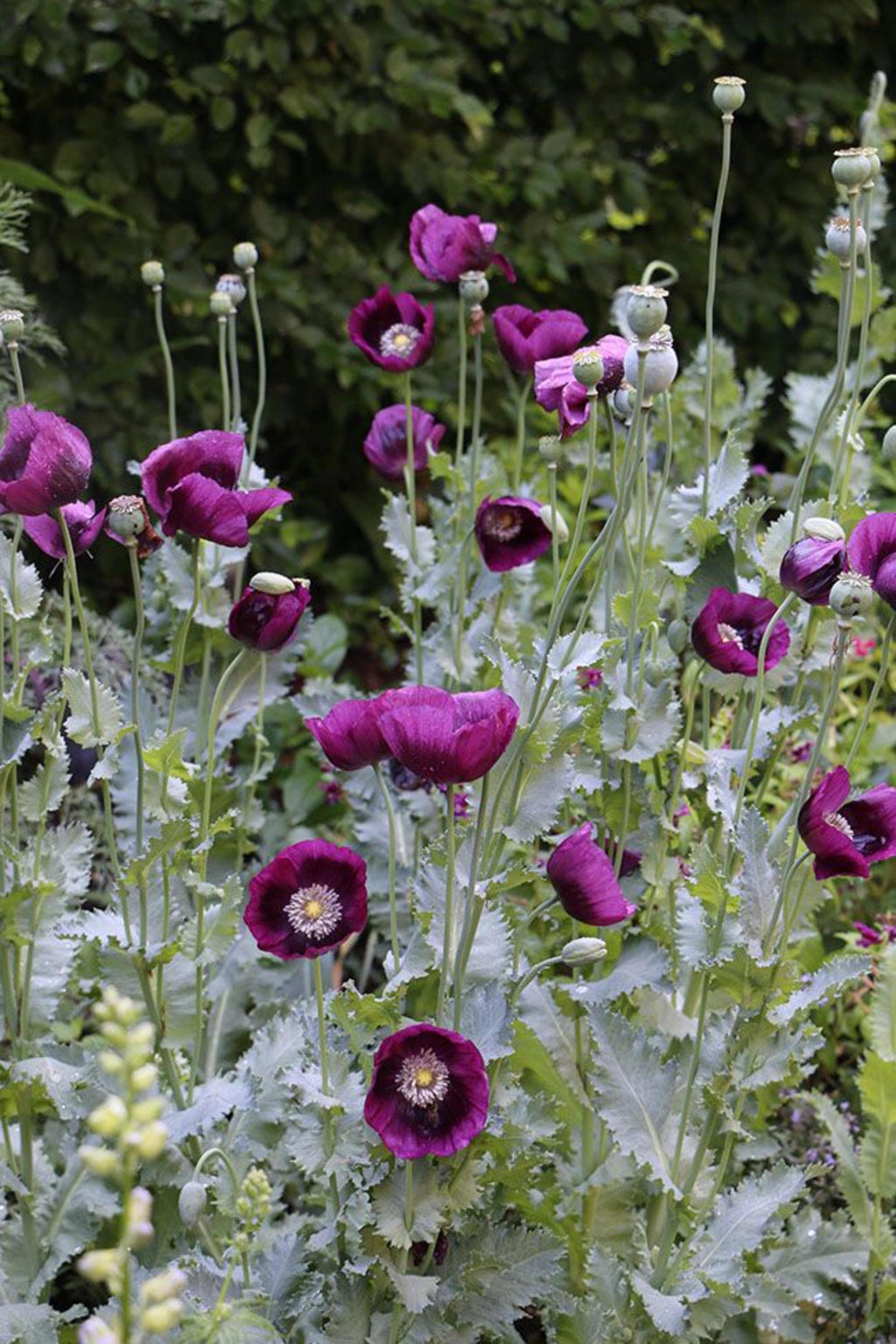 Black Beauty Poppy Seeds | Tall Dark Purple Heirloom Flower