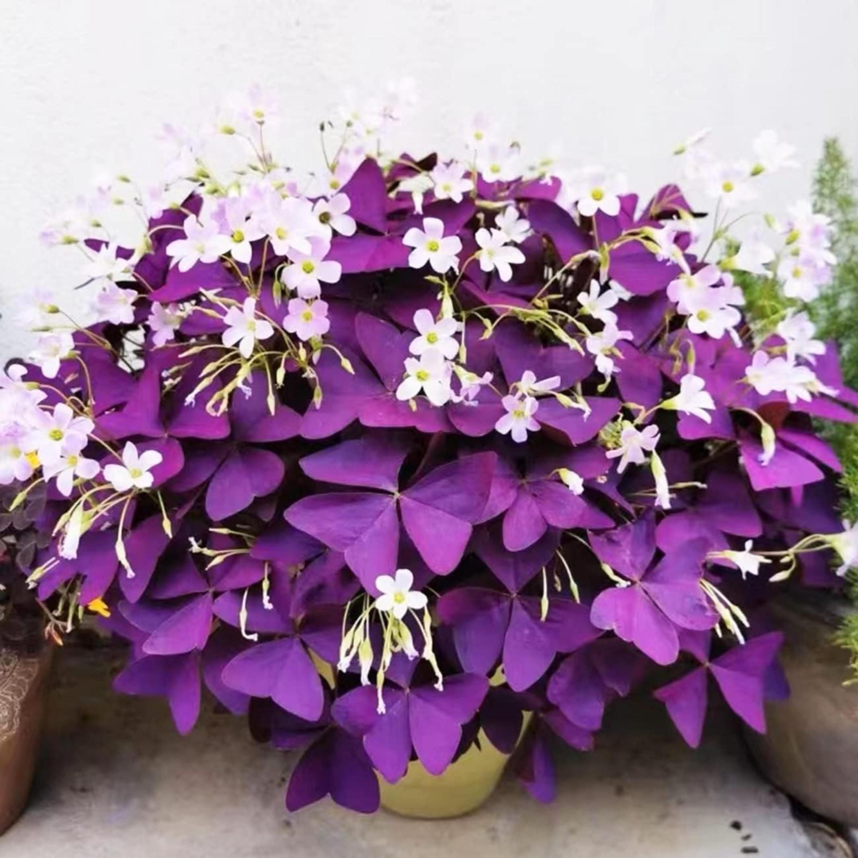 Purple Shamrock Bulbs – Oxalis Triangularis Lucky Indoor Plant